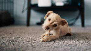 Puppies